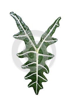 Alocasia ,the Kris Plant ,leaf Isolated on white background.