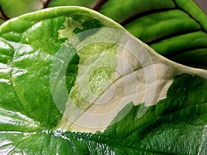 An Alocasia leaf with sport variegation photo