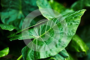 Alocasia leave background