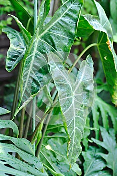 Alocasia longiloba miq, Alocasia longiloba or alocasia plant and rain drop