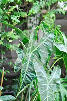 Alocasia longiloba miq, Alocasia longiloba or alocasia plant and rain drop