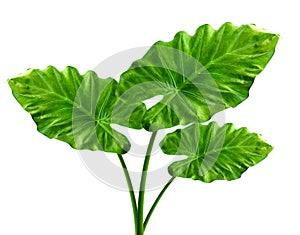 Alocasia machrorhiza