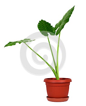 Alocasia machrorhiza