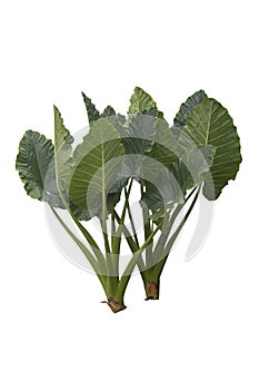 Alocasia macrorrhizos or Giant elephant`s ear isolated on white background.