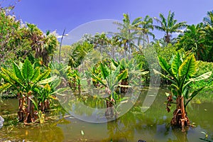 Alocasia macrorrhizos , giant taro in a lake with sunlight