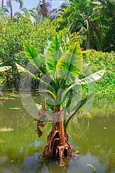 Alocasia macrorrhizos , giant taro in a lake with sunlight