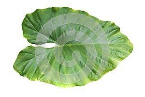 Alocasia macrorrhizos Leaves