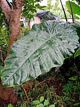 alocasia macrorrhizos leaves are green with a wide and large shape