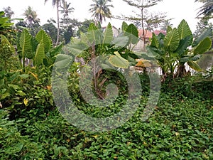 alocasia macrorrhizos plant