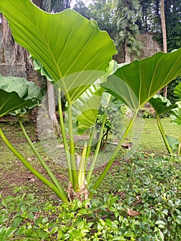 Alocasia macrorrhizos plant