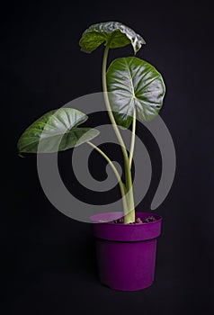 Alocasia macrorrhizos is a species of flowering plant in the arum family Araceae