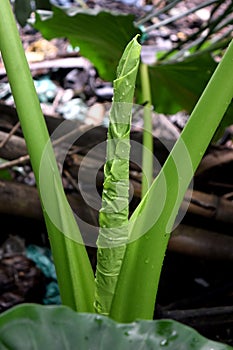 Alocasia macrorrhizos, Xanthosoma. Looking like roll