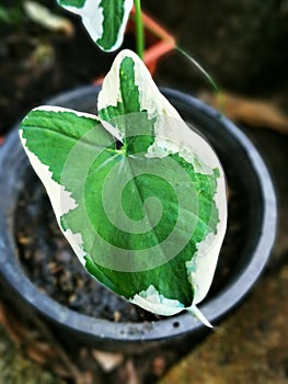 Alocasia Mickey Mouse, a decoration house plant