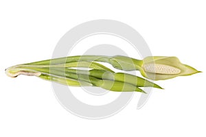 Alocasia Odora Flower, Isolated