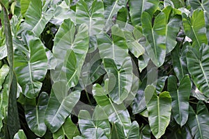 Alocasia odora foliage (Night-scented lily or Giant upright elephant ear),