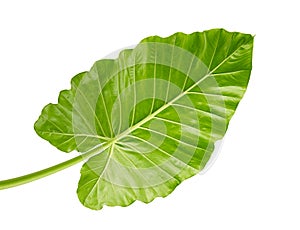 Alocasia odora foliage Night-scented lily or Giant upright elephant ear, Exotic tropical leaf, isolated on white background