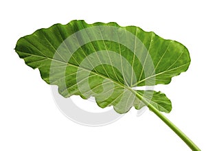 Alocasia odora foliage Night-scented lily or Giant upright elephant ear, Exotic tropical leaf, isolated on white background with