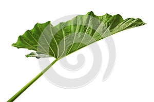 Alocasia odora foliage Night-scented lily or Giant upright elephant ear, Exotic tropical leaf, isolated on white background