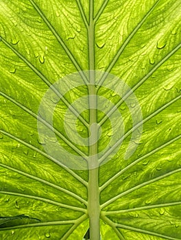 Alocasia odora, Giant elephant ear, green textured leaf, nature and plants