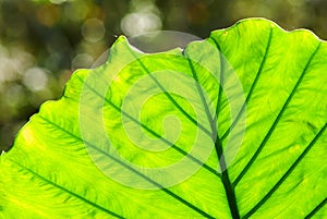 Alocasia odora green leaf, beauty in nature