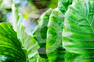 Alocasia odora green leaf, beauty in nature