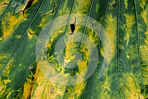 Alocasia odora leaf, texture, pattern, abstract