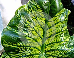 Alocasia Odora Leaf Veins