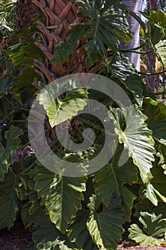 Alocasia odora leaves