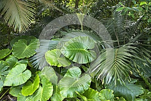 Alocasia odora leaves