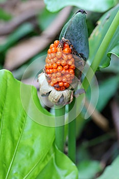 The mature fruits of Alocasia odora photo