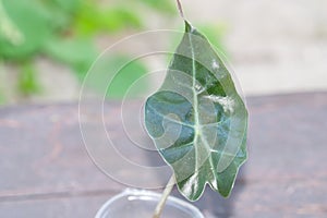Alocasia one leaf baby plant propagated