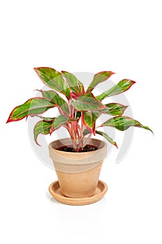Alocasia Pictus plant in brown ceramic pot.