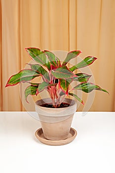 Alocasia Pictus plant in brown ceramic pot.