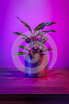 Alocasia Pictus plant in ceramic pot on a vibrant dark pink background.