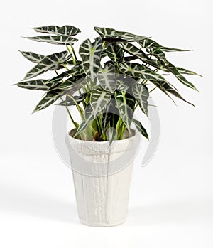 Alocasia Plant on White Pot Isolated on White