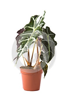 Alocasia Polly