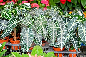 Alocasia Polly or Alocasia Amazonica and African Mask Plant on a garden market counter
