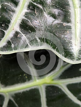 Alocasia Polly. Alocasia leaves. Floral background with green leaves