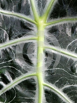 Alocasia Polly. Alocasia leaves. Floral background with green leaves