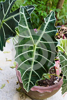 Alocasia Polly , Kris Plant or Elephant Ear. photo