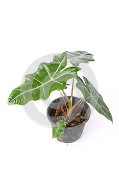 Alocasia polly plant in black pot isolated on white background.