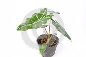 Alocasia polly plant in black pot isolated on white background.