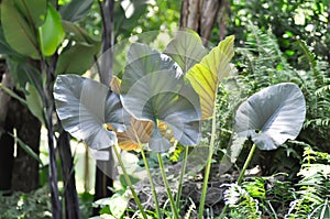 Alocasia Regal Shield ,Alocasia plant