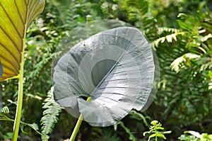 Alocasia Regal Shield ,Alocasia plant