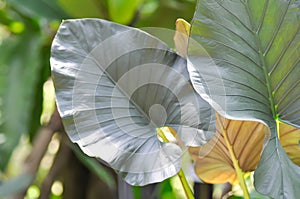 Alocasia Regal Shield ,Alocasia plant