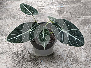 Alocasia reginula black velvet flowers, beautiful tropical plants photo