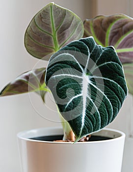 Alocasia reginula `black velvet` leaf