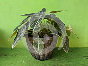 Alocasia reginula black velvet in pots  elephant ear or kris plant