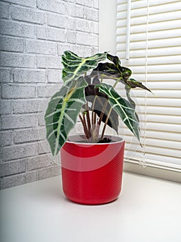 Alocasia Sanderiana, commonly known as the kris plant