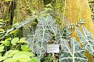 Alocasia Sanderiana or kris plant in Zurich in Switzerland